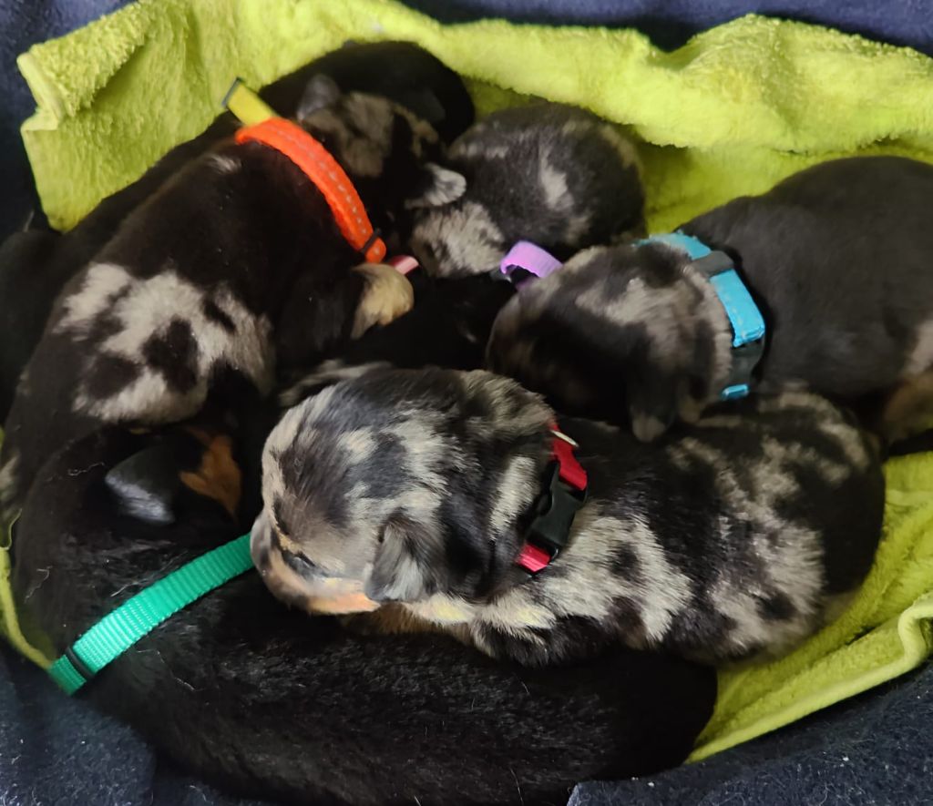 chiot Berger de Beauce Du gex d'emplume