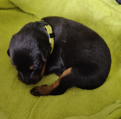 CHIOT COLLIER JAUNE