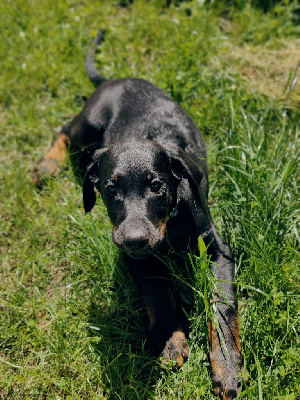 CHIOT COLLIER BLEU 