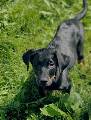 CHIOT COLLIER BLEU 